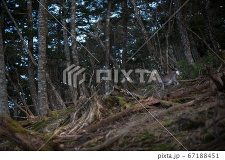 日本百名山の雲取山の三峯ルートの大ダワ付近の鹿 67188451