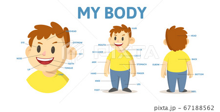Body parts educational poster for English...のイラスト素材 [67188562] - PIXTA