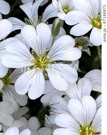 白い花びらにかくれんぼしたつもり？ 67188873