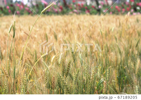 小麦 むぎ ムギ 67189205