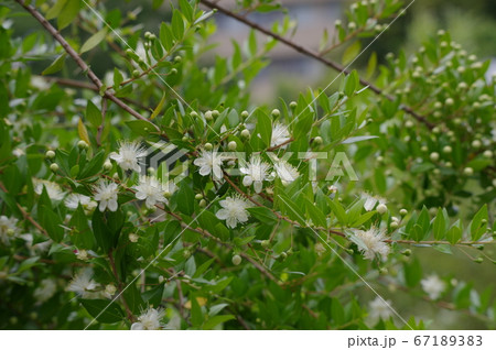 花を咲かせたマートル ギンバイカ の木の写真素材 6713 花を咲かせたマートル ギンバイカ の木の写真素材 6713