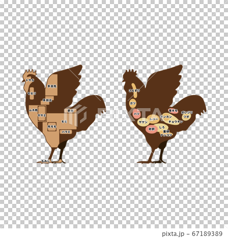 Chicken meat part, regular meat hormone illustration 67189389