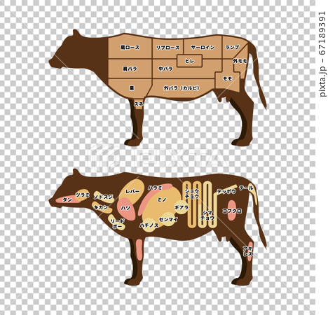 牛肉の部位 イラストのイラスト素材 67189391 Pixta