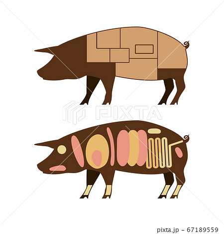 豚肉の部位 名称なし イラストのイラスト素材