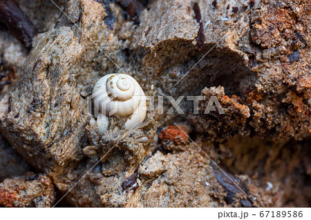 Snail shell in marl 67189586