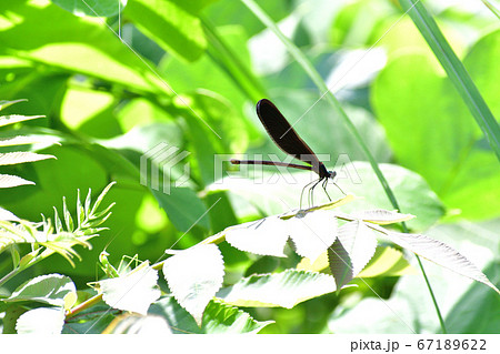 雌のハグロトンボ アップ 67189622