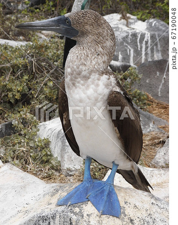 横を向くガラパゴス諸島のアオアシカツオドリの写真素材