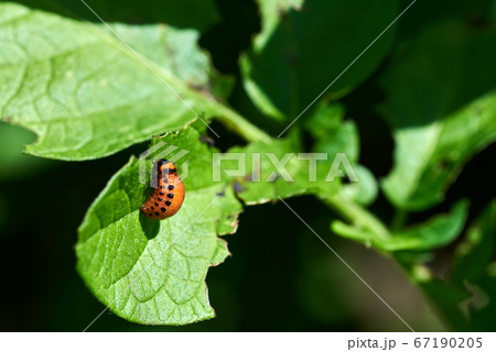Close-up photo of red potato beetle larvae on a 67190205