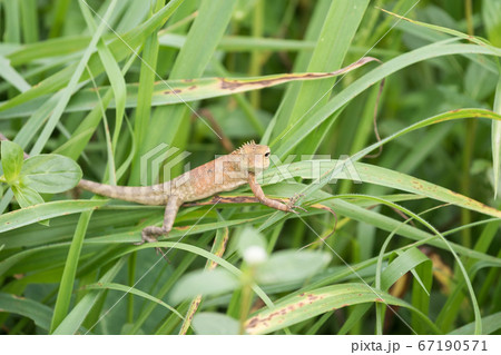 ceylon chameleon or tree lizard on grass ceylon chameleon or tree lizard on grass 67190571