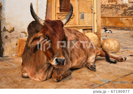 Indian cow resting in the street Indian cow resting in the street 67190977