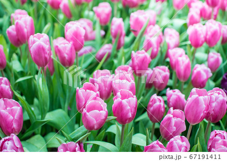 Field of pink tulips 67191411