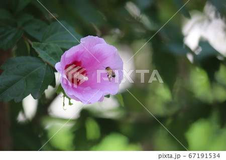 自然 花びら 花 67191534