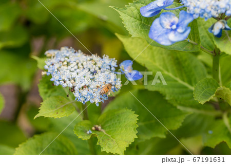 【相模原北公園のガクアジサイとミツバチ】 67191631
