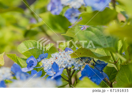 【相模原北公園のガクアジサイとミツバチ】 【相模原北公園のガクアジサイとミツバチ】 67191635
