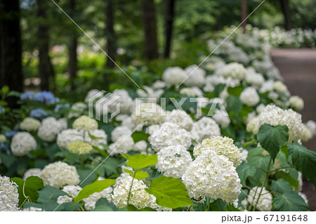 【相模原北公園の紫陽花 アナベル】 【相模原北公園の紫陽花 アナベル】 67191648