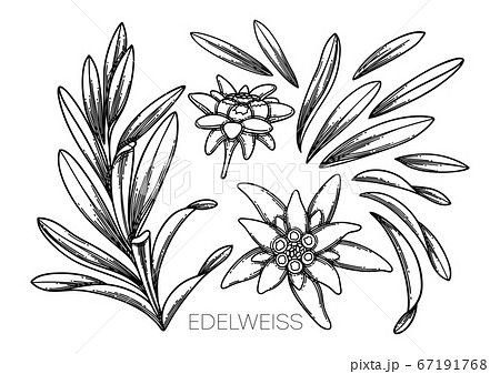 Collection Of Graphic Edelweiss Flowers And Stock Illustration