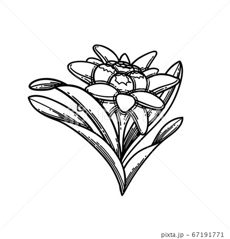 Edelweiss in etch style Stock Vector by ©Danussa 91831318