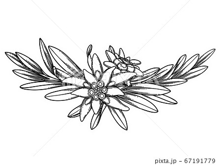 Graphic Vignette Made Of Edelweiss Flowers And Stock Illustration