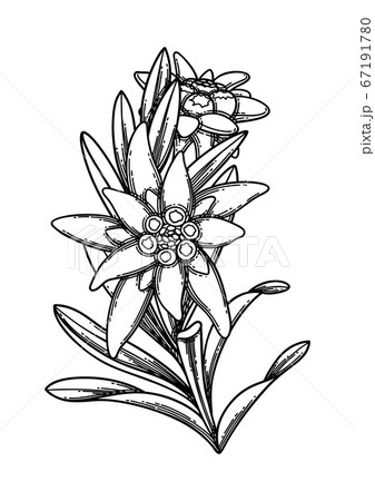 Graphic branch of edelweiss flowers and leaves. 67191780