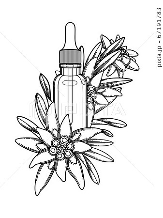 Graphic essential oil bottle decorated with edelweiss leaves and flowers 67191783