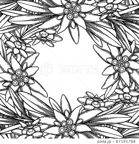 Graphic edelweiss flowers and leaves. Vector floral design Graphic edelweiss flowers and leaves. Vector floral design 67191788