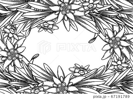 Graphic edelweiss flowers and leaves. Vector floral design 67191789