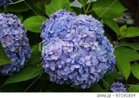 アジサイ 花 植物 67191834