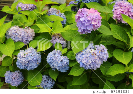 アジサイ 花 植物 67191835