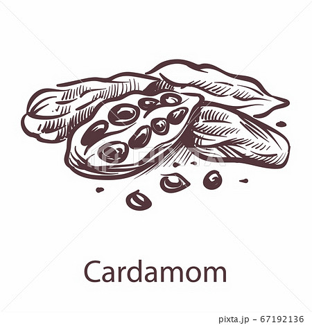 Cardamom icon. Botanical sketch for labels and packages in engraving style. Aromatherapy antioxidant spicy seeds. Cooking symbol for restaurant or cafe menu. Vector isolated element 67192136