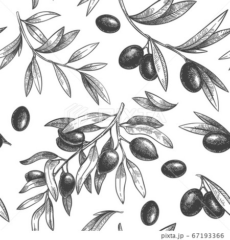 Seamless Black Olive Pattern Greek Olives On のイラスト素材