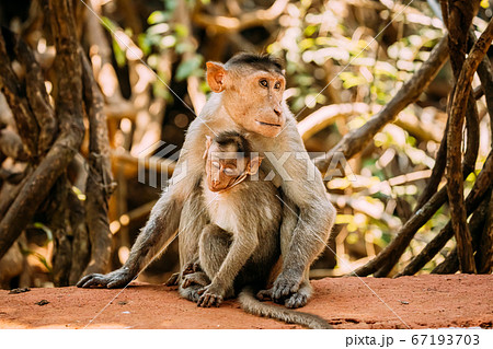 Goa, India. Bonnet Macaque - Macaca Radiata Or Zati With Newborn Sitting On Ground. Monkey With Infant Baby 67193703