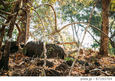 Goa, India. Funny Gray Langur Monkey With Closed Eyes Relax Sitting On Stone In Jungle Forest 67193704