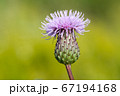 Thistle bud close-up. 67194168