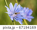 Beautiful fly on a chicory flower. Close-up. 67194169