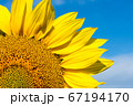 Sunflower against the blue sky. 67194170