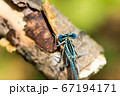 Blue dragonfly close-up. 67194171