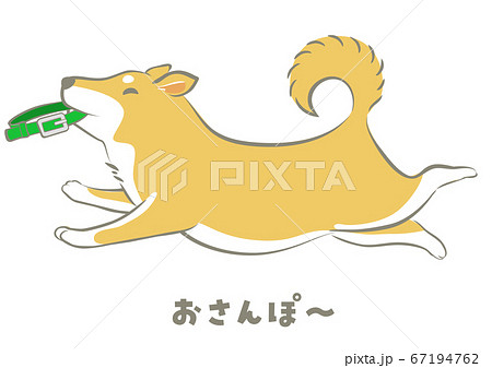 犬 柴犬 おさんぽ ベクターのイラスト素材