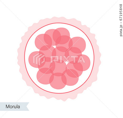 Reproductive system concept 67195848