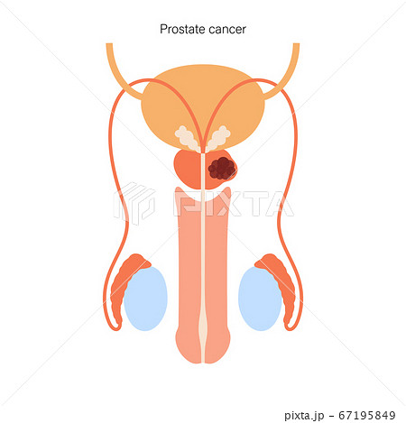 Male reproductive system 67195849