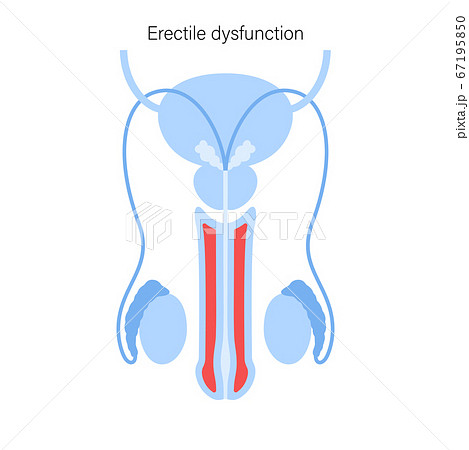 Reproductive system concept Reproductive system concept 67195850