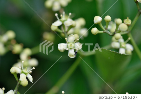 マサキの花の写真素材