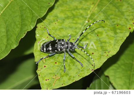 ゴマダラカミキリ 67196603