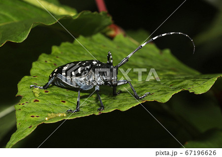 ゴマダラカミキリ 67196626