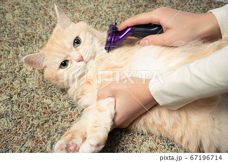 Furminator combing a cute creamy British cat. Pet care, grooming concept 67196714