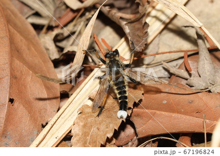 シオヤアブ シオヤアブ 67196824