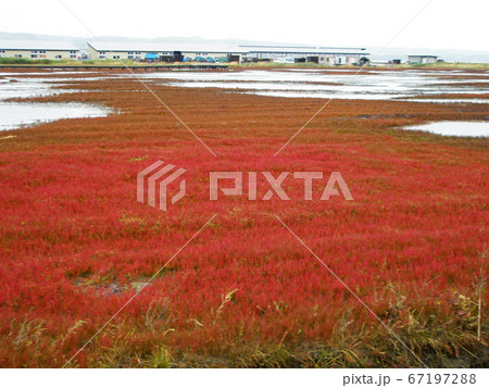 能取湖　　サンゴソウ 67197288