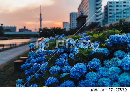 夕日に暮れるスカイツリーと紫陽花の写真素材