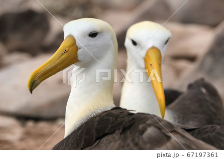 Galapagos Albatross aka Waved albatross pair nesting on Espanola Island Galapagos Albatross aka Waved albatross pair nesting on Espanola Island 67197361