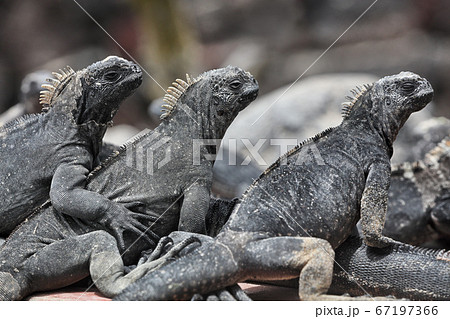 Galapagos Marine Iguana - Iguanas warming in the sun on Fernadina Island Galapagos Marine Iguana - Iguanas warming in the sun on Fernadina Island 67197366