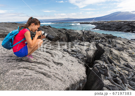 Galapagos tourist photographer taking photos of Marine Iguanas on Fernandina Galapagos tourist photographer taking photos of Marine Iguanas on Fernandina 67197383